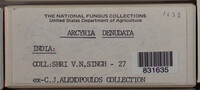 Arcyria denudata image